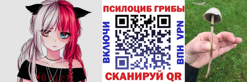 KRAKEN tor  как найти   Ладушкин  Псилоцибиновые грибы прущие грибы 